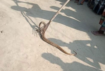 চরভদ্রাসনে টেটা দিয়ে মারা হলো রাসেল ভাইপার