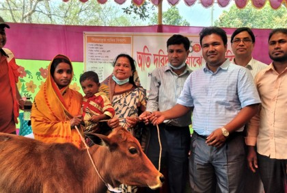 ঘোড়াঘাটে দরিদ্র ১৮০ পরিবার পেল গরু