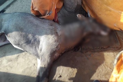 সীমান্ত পেরিয়ে ভারতীয় নীলগাই বাংলাদেশে, তাড়া খেয়ে মৃত্যু
