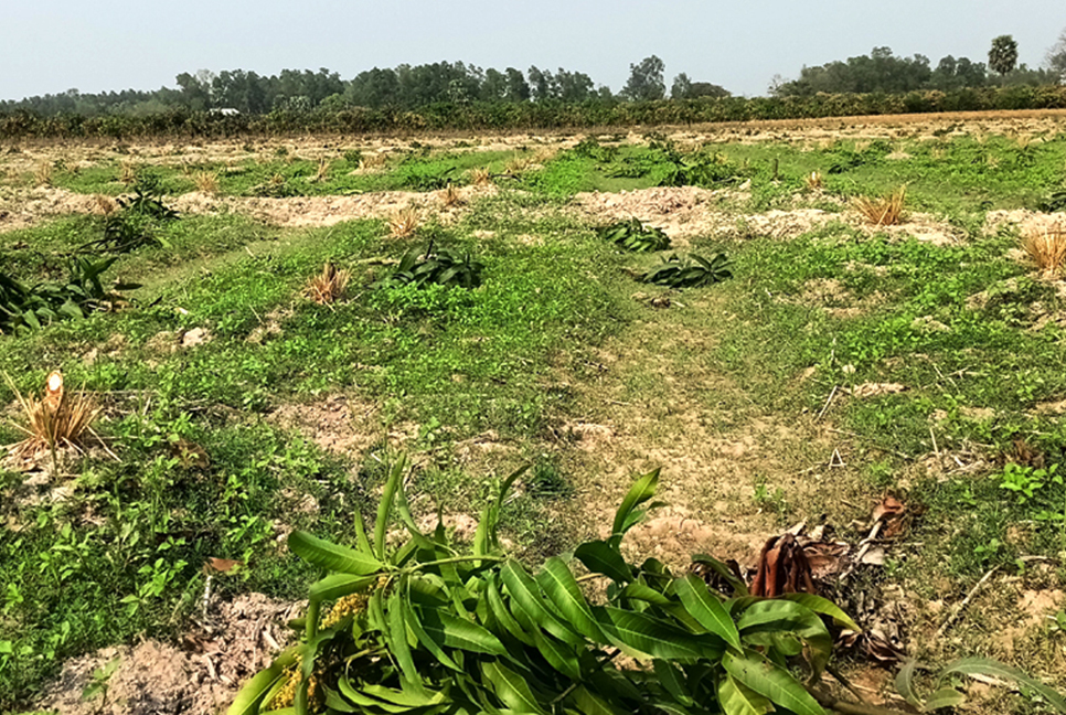নওগাঁয় এক হাজার আম গাছ কেটে এ কেমন শত্রুতা !