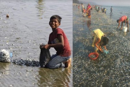 মৃত মাছের ঢল কক্সবাজার সমুদ্রসৈকতে