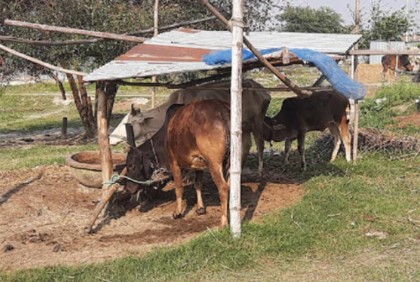 গবাদি পশু নিয়ে আতঙ্কে চরাঞ্চলের মানুষ 