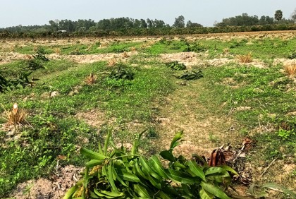 নওগাঁয় এক হাজার আম গাছ কেটে এ কেমন শত্রুতা !