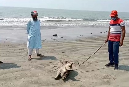 কুয়াকাটা সৈকতে বিলুপ্তপ্রায় দুটি মৃত কচ্ছপ