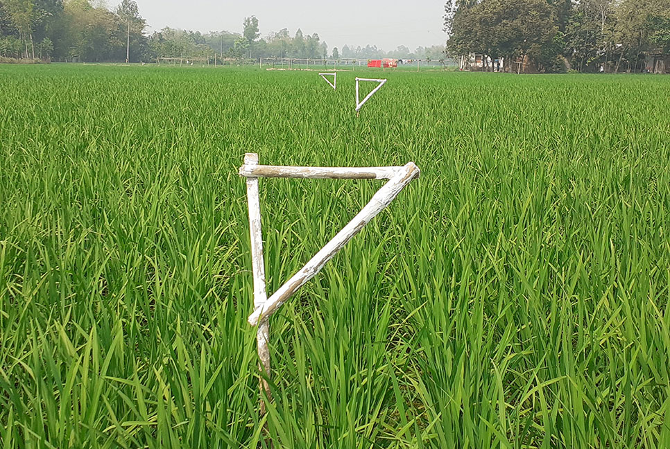নীলফামারীতে জনপ্রিয় হচ্ছে পাচিং পদ্ধতি