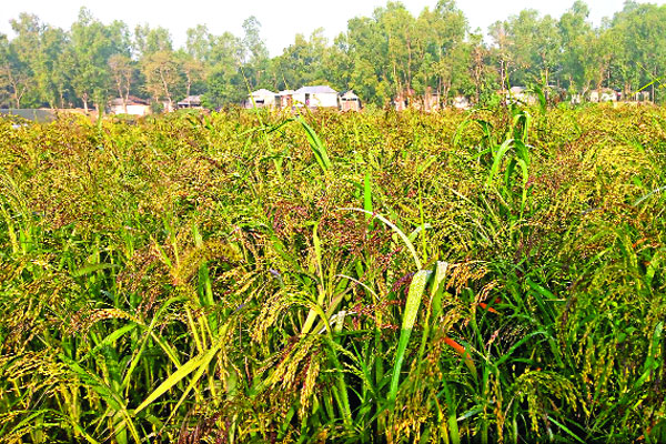 পাখিখাদ্য খেরাছির বাম্পার ফলন