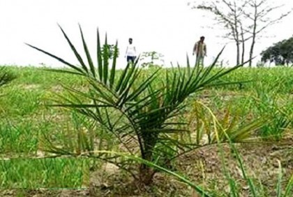 ইউটিউব দেখে নাটোরে সৌদি খেজুরের চাষ