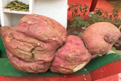 মিষ্টি আলুর ওজন ৫ কেজি! 