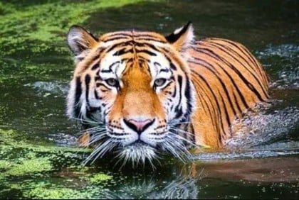 নদীতে কাঁকড়া ধরার সময় জেলের ঘাড়ে বাঘের থাবা, অতঃপর…