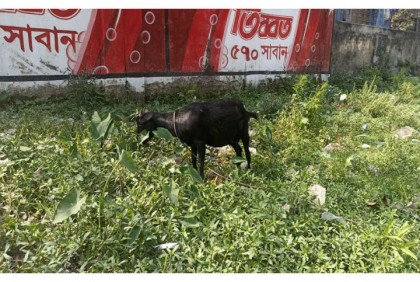 মরিচ ক্ষেতে ছাগল, সংঘর্ষ শেষে থানায় অভিযোগ