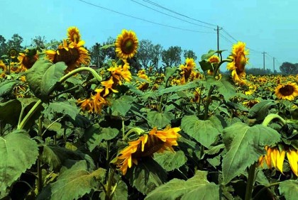 সূর্যমুখী ফুল চাষে সম্ভাবনার হাতছানি