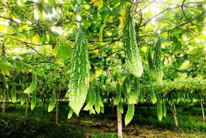 করলার গ্রাম বনগাঁও  