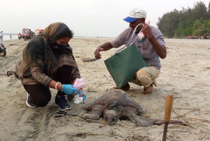 কুয়াকাটা সৈকতে মিলল বিরল প্রজাতির মৃত কচ্ছপ