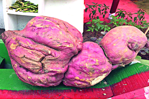 পাঁচ কেজি ওজনের মিষ্টি আলু