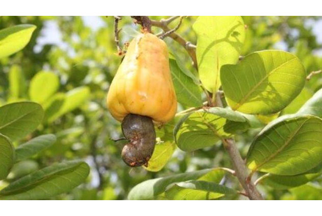 লালপুরে কাজু বাদাম চাষের সম্ভাবনা