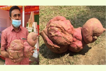 সাড়া ফেলেছে ৫ কেজি ওজনের মিষ্টি আলু