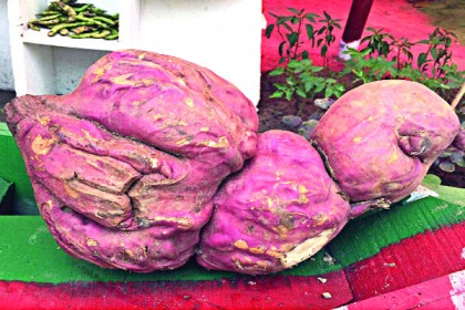 পাঁচ কেজি ওজনের মিষ্টি আলু