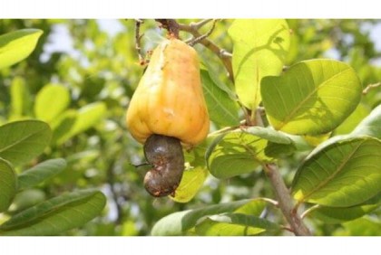 লালপুরে কাজু বাদাম চাষের সম্ভাবনা