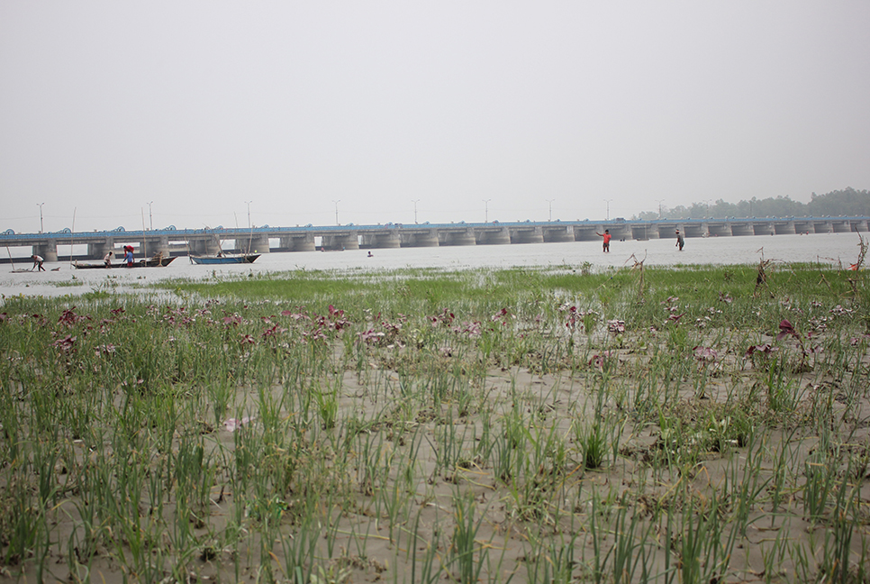 তিস্তায় হঠাৎ পানি বৃদ্ধি, ফসলের ক্ষতি