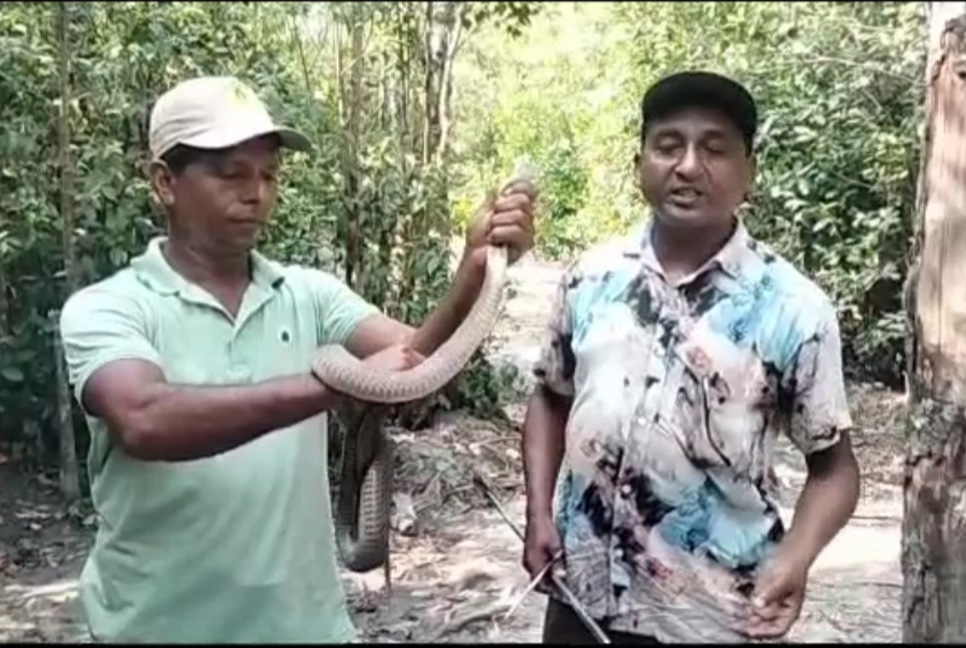 জেলের জালে বিষধর খৈয়া গোখরা, সুন্দরবনে অবমুক্ত

