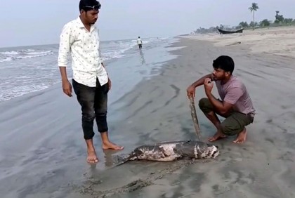 কুয়াকাটা সৈকতে ভেসে এসেছে ৫ ফুট দৈর্ঘ্যের মৃত ডলফিন
