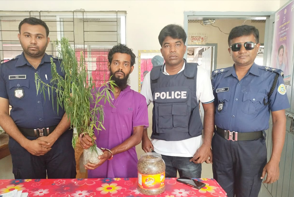 রাজাপুরে গাঁজার গাছসহ যুবক আটক