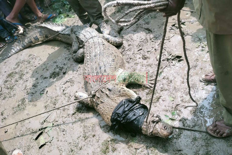 লোকালয় থেকে সুন্দরবনের কুমির উদ্ধার