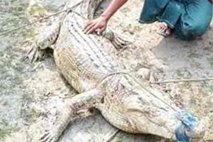 বাগেরহাটে পুকুর থেকে কুমির উদ্ধার