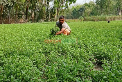 তুলসীতে স্বপ্ন বুনছেন কৃষক