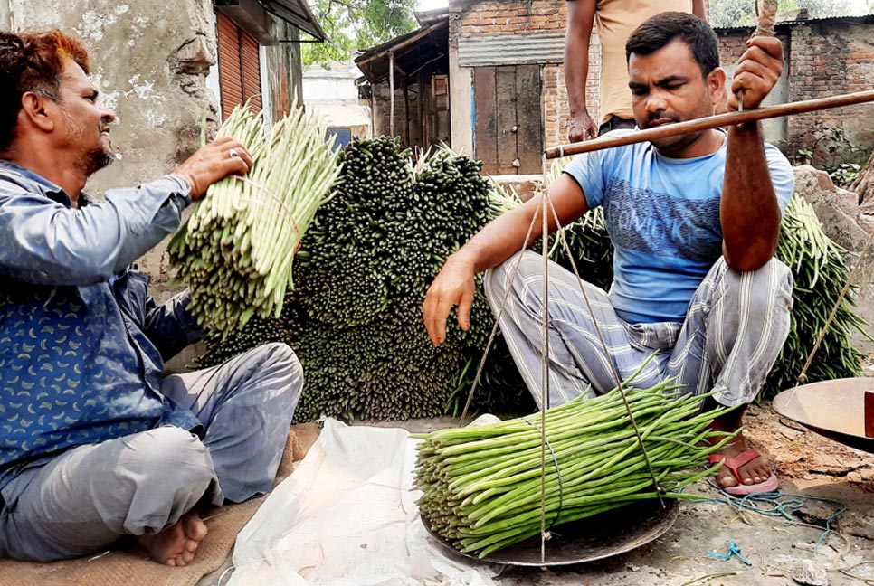 দেশজুড়ে বগুড়ার সজনে ডাটার সরবরাহ বেড়েছে