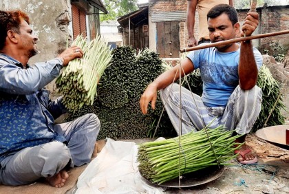 দেশজুড়ে বগুড়ার সজনে ডাটার সরবরাহ বেড়েছে