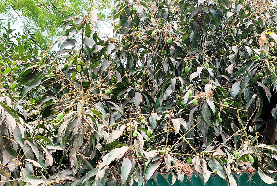 গাছে গাছে আমের গুটি, বৃষ্টি না হওয়ায় ফলন বিপর্যয়ের সম্ভাবনা