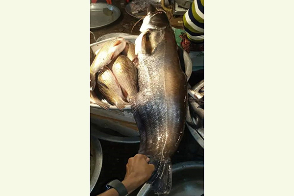 বড়শিতে ধরা পড়ল ১৮ কেজির বোয়াল