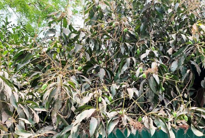 গাছে গাছে আমের গুটি, বৃষ্টি না হওয়ায় ফলন বিপর্যয়ের সম্ভাবনা