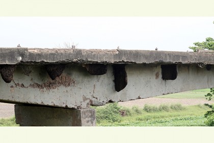 পরিত্যক্ত ব্রিজে এক ডজন মৌচাক!