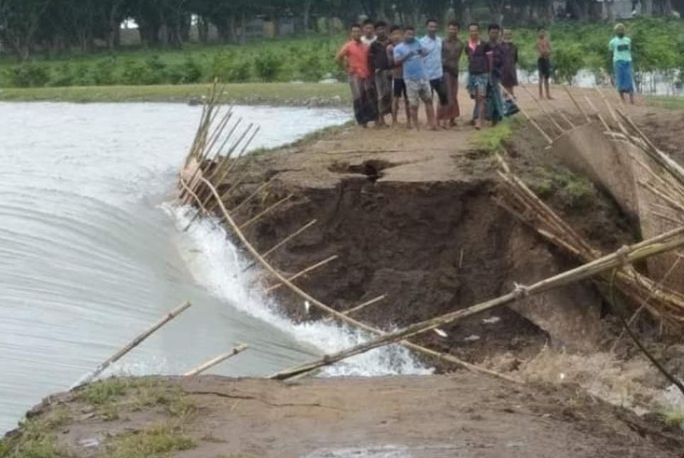 বাঁধ ভেঙে টাঙ্গুয়ার হাওরে ঢুকছে পানি, উদ্বিগ্ন কৃষক 