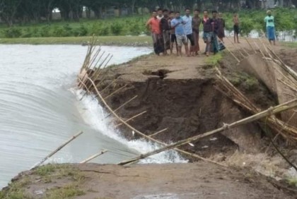 বাঁধ ভেঙে টাঙ্গুয়ার হাওরে ঢুকছে পানি, উদ্বিগ্ন কৃষক 