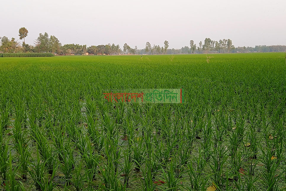 তিস্তা সেচ প্রকল্পে কৃষি ক্ষেত্রে বৈপ্লবিক পরিবর্তন