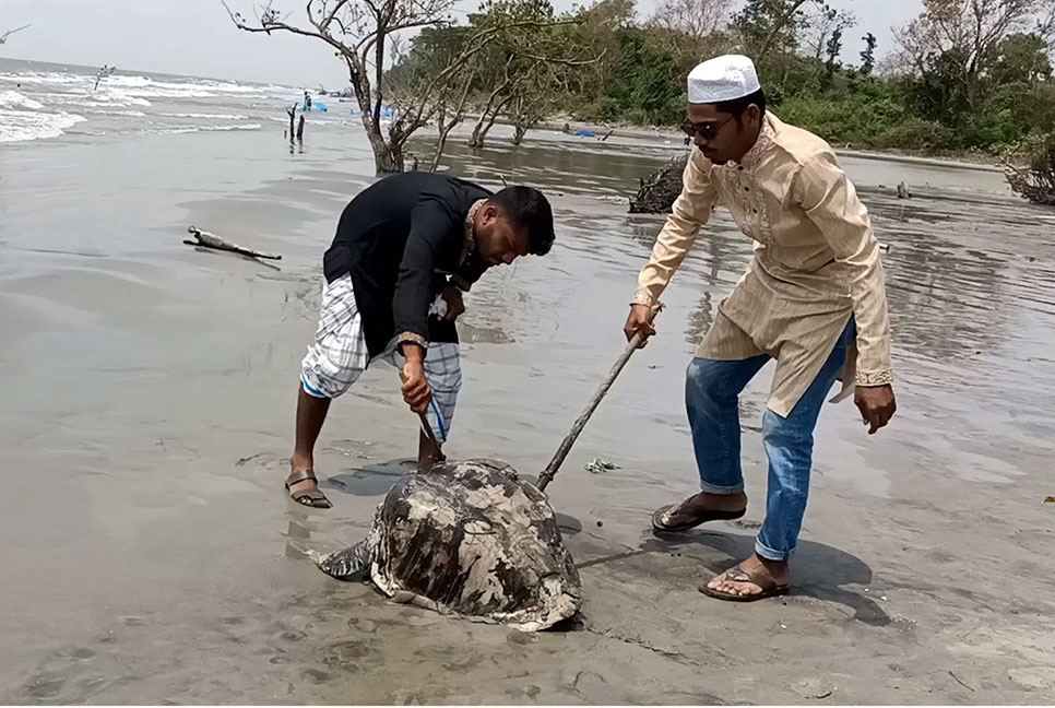 কুয়াকাটা সৈকতে ভেসে এসেছে আরও একটি মৃত কচ্ছপ