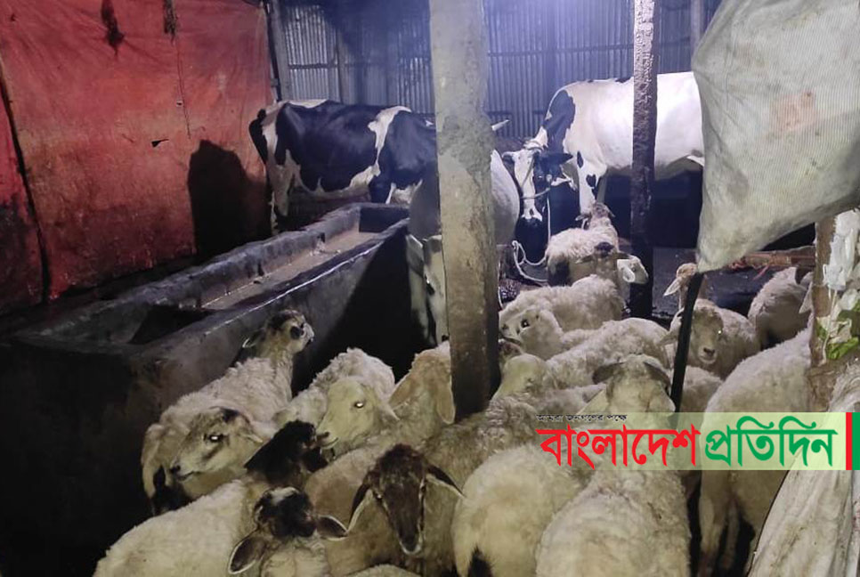 চুরির গরু-ছাগল-ভেড়া দিয়ে ডেইরি ফার্ম, অতঃপর...