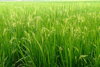 নওগাঁর মাঠ জুড়ে সবুজের সমারোহ