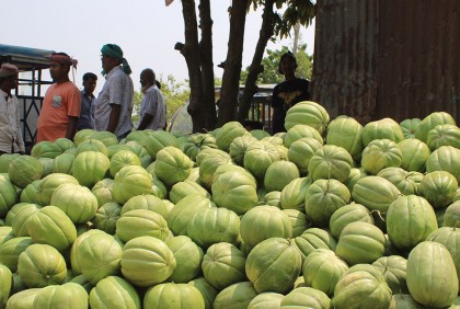 বাঙ্গি’র ভালো দাম, রায়পুরার কৃষকদের মুখে হাসি