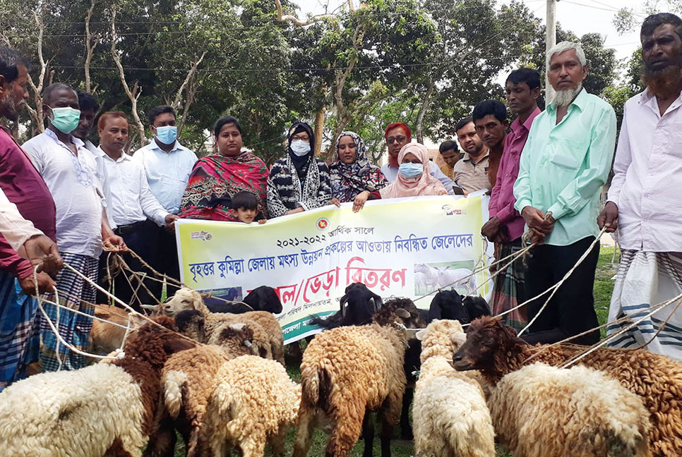 আখাউড়ায় নিবন্ধিত জেলেদের মাঝে ভেড়া ও ছাগল বিতরণ