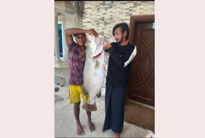 বড়শিতে ধরা পড়লো ১৭ কেজির কোরাল