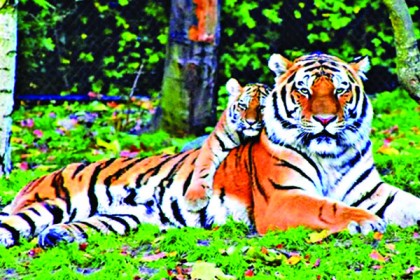 সুন্দরবনে বর্তমানে বাঘের সংখ্য ১১৪: বনমন্ত্রী