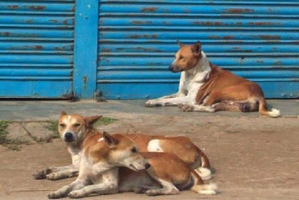 পঞ্চগড়ে পাগলা কুকুরের উপদ্রব বেড়েছে