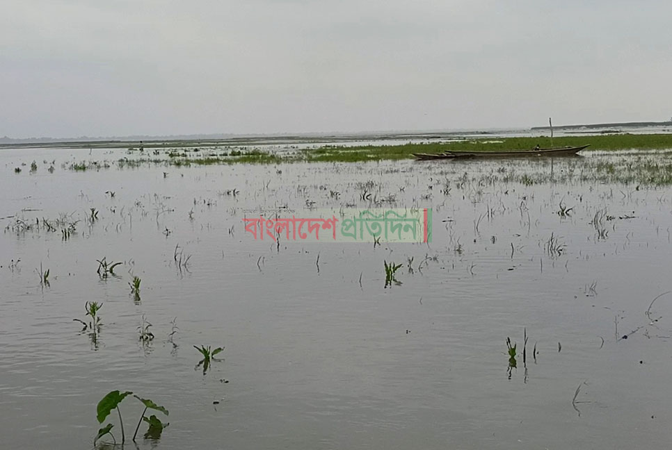 পাহাড়ি ঢলে ফসলের ক্ষতি