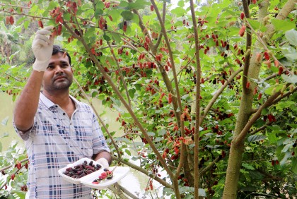 মালবেরিতে ভাগ্যবদলের স্বপ্ন বুনছেন সোহেল
