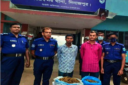 চিরিরবন্দরে গাঁজাসহ ২ মাদক ব্যবসায়ী আটক