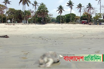 কুয়াকাটা সৈকতে আবারো বিরল প্রজাতির মৃত কচ্ছপ